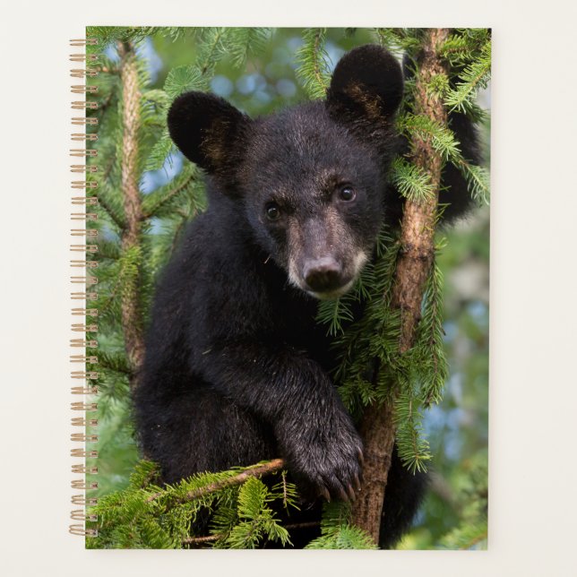 Jeune ours noir jouant dans les arbres (Devant)