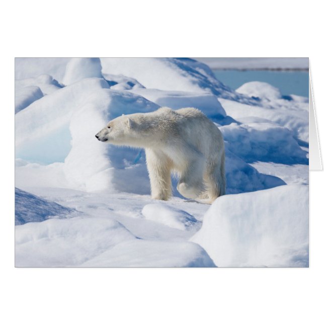 Jeune Ours Polaire Mâle (Devant horizontal)