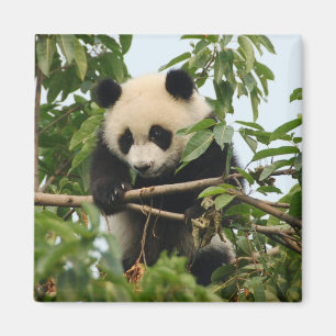 Jeune panda géant - aimant