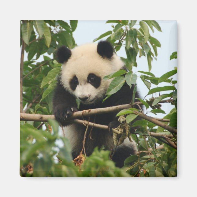 Jeune panda géant - aimant (Devant)
