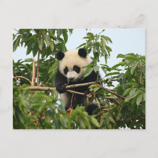 Jeune panda géant - carte postale (Devant)