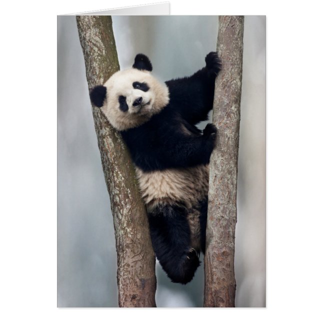 Jeune panda grimpant un arbre, Chine (Devant)