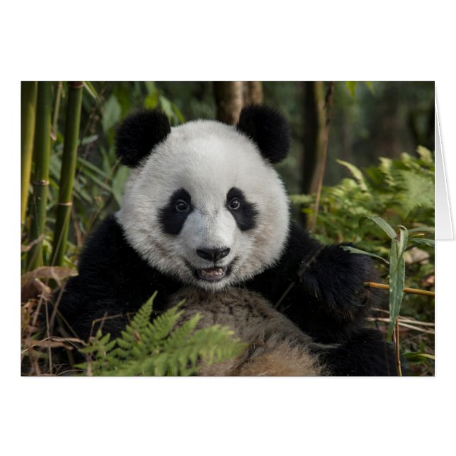 Jeune panda heureux, Chine (Devant horizontal)