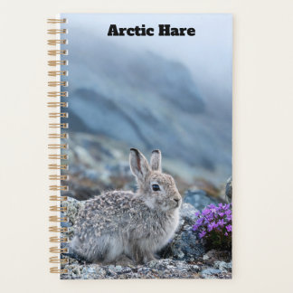 Jeune Planificateur de Lièvre Arctique
