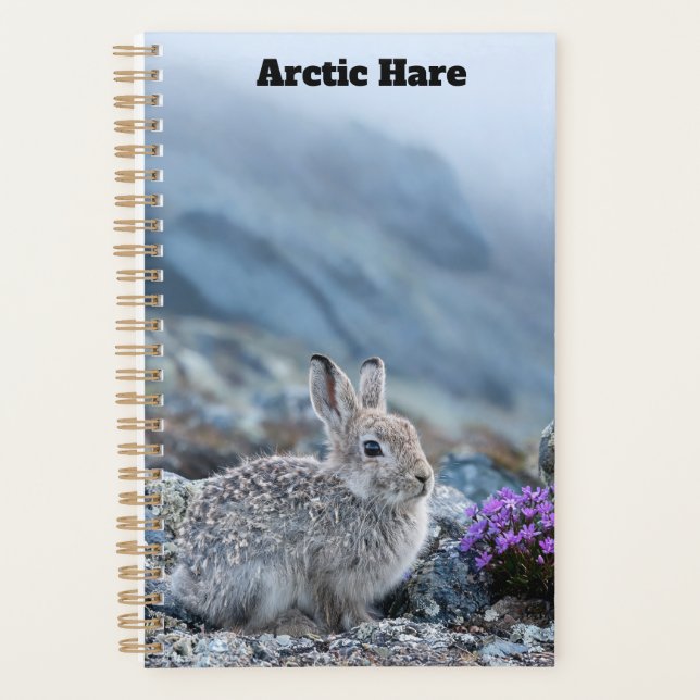 Jeune Planificateur de Lièvre Arctique (Devant)