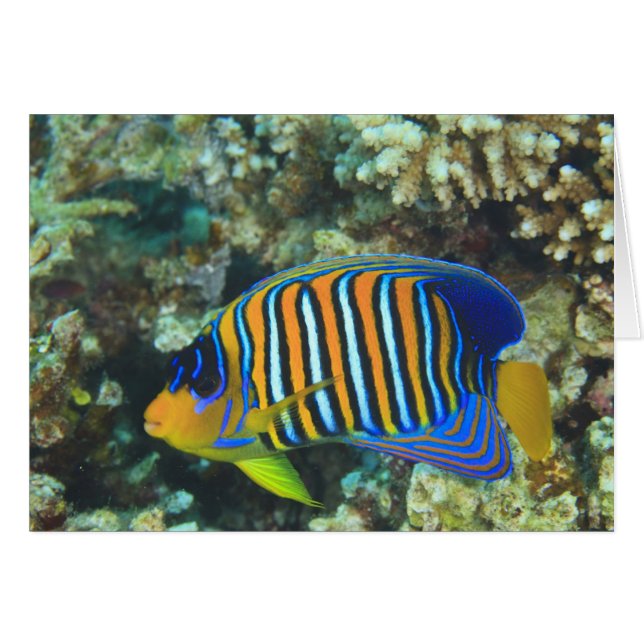 Jeune poisson-ange royal Pygoplites (Devant horizontal)