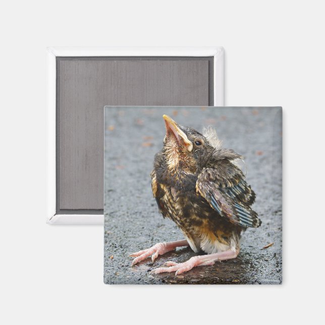 Jeune Robin Magnet (Recto/Verso)