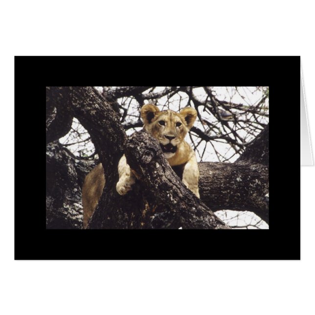 Jeune Simba (Devant horizontal)