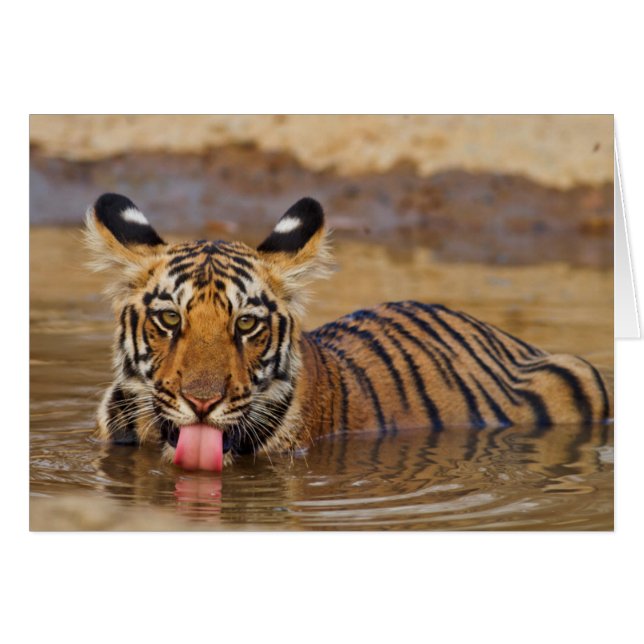 Jeune tigre du Bengale royal, buvant de l'eau (Devant horizontal)