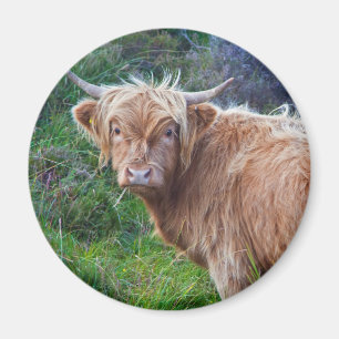 Jeune vache des Highlands aimant
