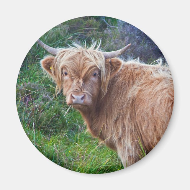Jeune vache des Highlands aimant (Devant)