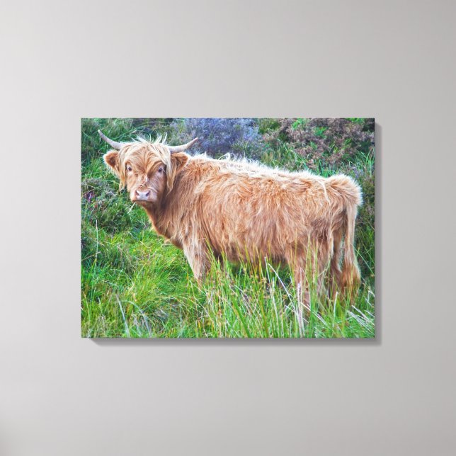 Jeune vache des Highlands sur toile (Recto)