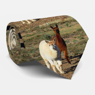Jeunes Alpacas Brown Et Blancs, Cravates