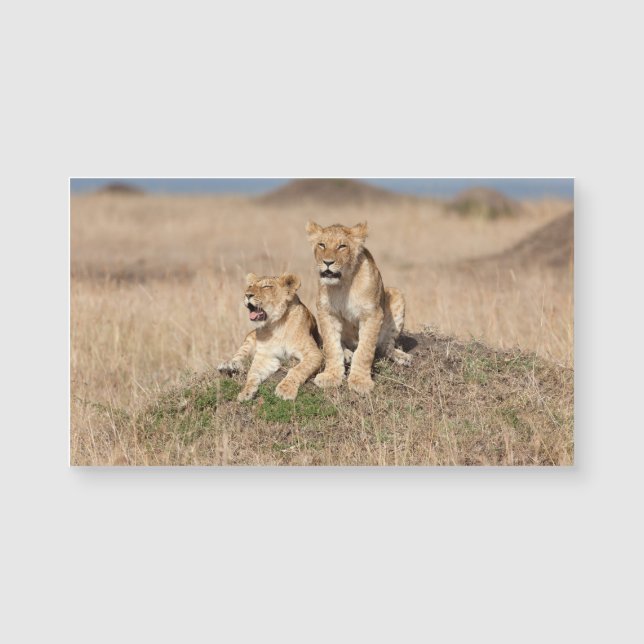 Jeunes lions (Devant)