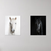 Portraits noir blanc de cheval