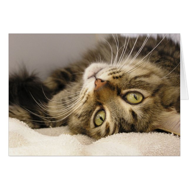 Jody (Devant Horizontal)