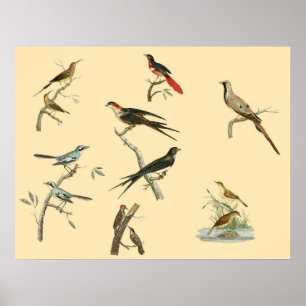 Johann Lebrecht Reinold's bird paintings poster