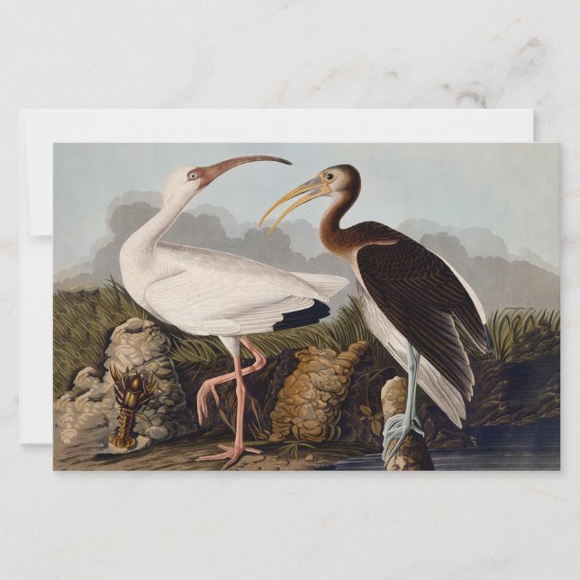 John James Audubon White Ibis Bird Print Classic (Devant)