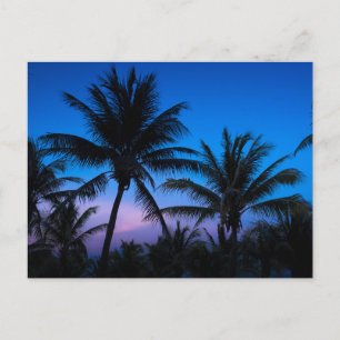 Joie de l'Heure Bleue : Carte Postale de Palmiers 