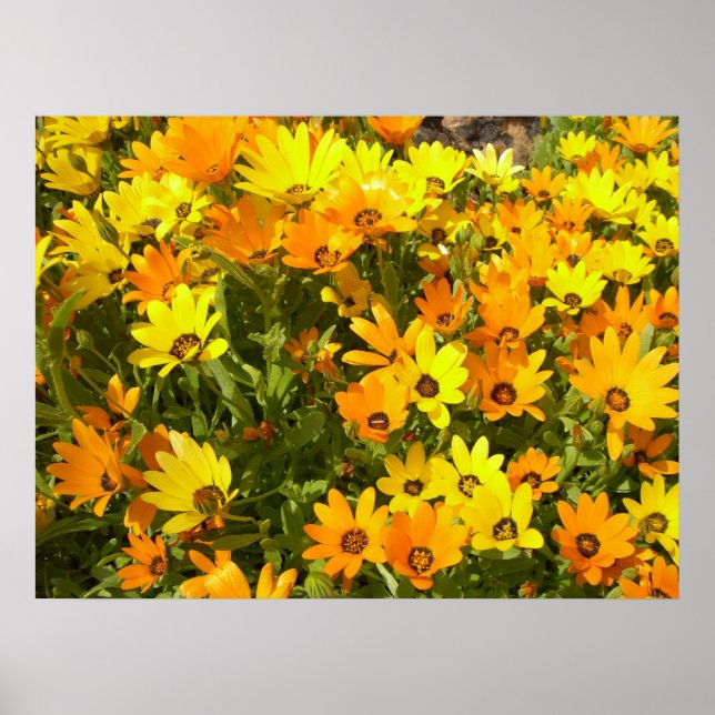 Joie de Vivre (1) Poster (Devant)