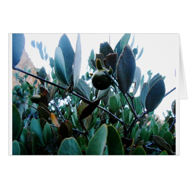 Jojoba (Devant horizontal)