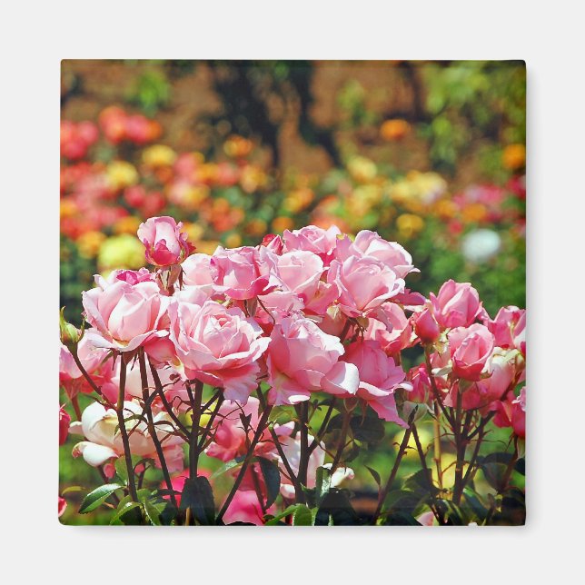 Joli aimant avec des roses roses (Devant)