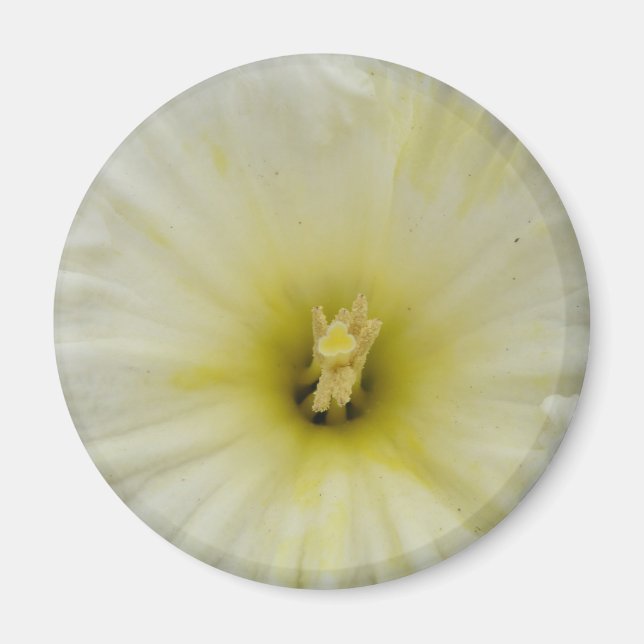 Joli aimant de jonquille pâle (Devant)