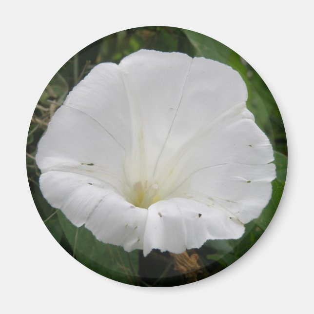 Joli Aimant Fleur Convolvulus Blanc (Devant)