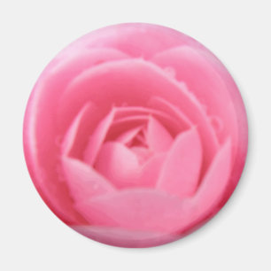 Joli Aimant Fleur De Camellia Rose