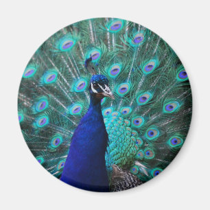 Joli aimant Peacock