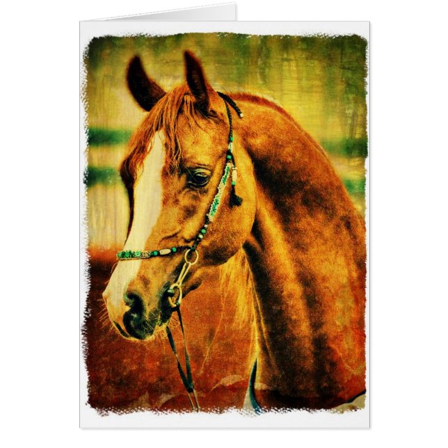 Joli Arabian (Devant)