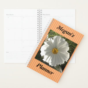 Joli blanc Cosmos Flower Photographie