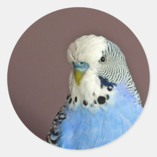 Joli Bleu Parakeet Photo Sticker Rond Classique