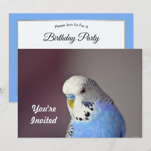Joli Blue Budgie Photo Anniversaire Invitation