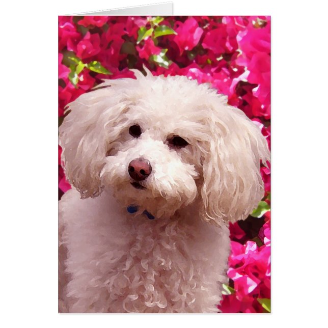 Joli caniche (Devant)