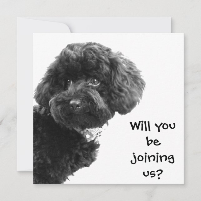 Joli Caniche Jouet Noir © Cartes d'Invitation Pers (Devant)