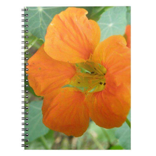 Joli Carnet de fleurs de Nasturtium Orange (Devant)