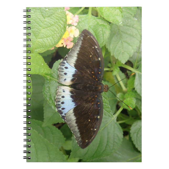 Joli Carnet de papillon tropical (Devant)