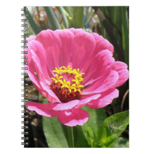 Joli Carnet rose Zinnia
