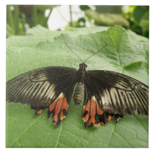 Joli Carreau noir rouge et or papillon