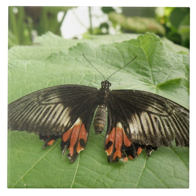 Joli Carreau noir rouge et or papillon (Devant)
