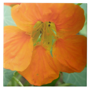 Joli Carreau Orange Nasturtium