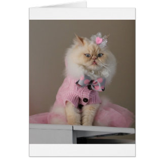 Joli chat en Sweater rose
