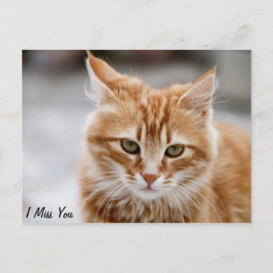 Joli chat or et blanc sur une carte postale Miss Y