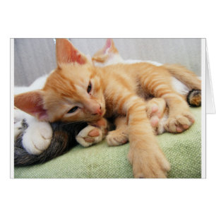 Joli chaton rayé tigre