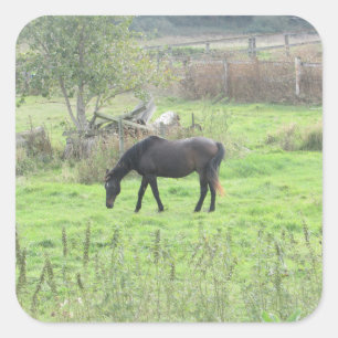 Joli Cheval Brown à Pasture Farm Stickers