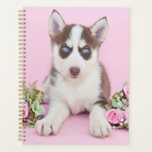 Joli Chiot Husky avec Roses Roses Roses Roses Rose