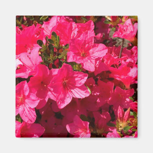 Joli closeup de rose Azaleas Fleurs, Magnet