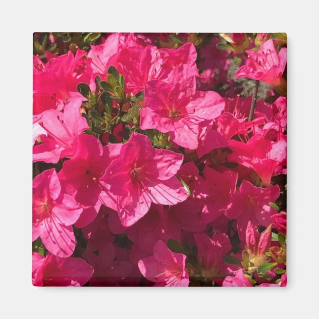 Joli closeup de rose Azaleas Fleurs, Magnet (Devant)