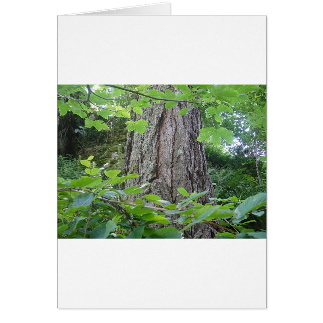 Joli coffre (Devant)